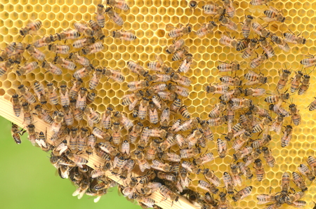 bees on honeycomb in apiary