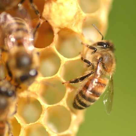 closeup of bees on honeycomb in apiaryの写真素材