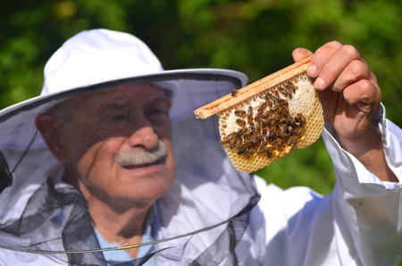 senior apiarist making inspection in apiary in the summertime
