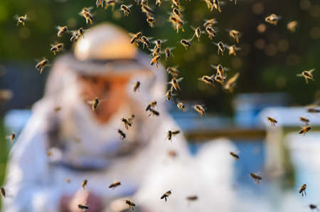swarm of bees in apiaryの写真素材