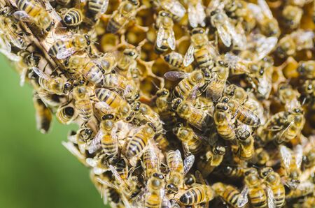 bees on honeycomb in apiary in the summertimeの写真素材