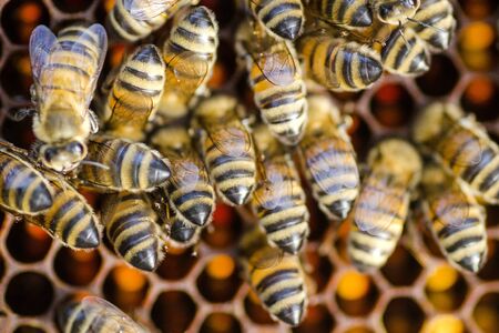 bees on honeycomb in apiary in the summertime
