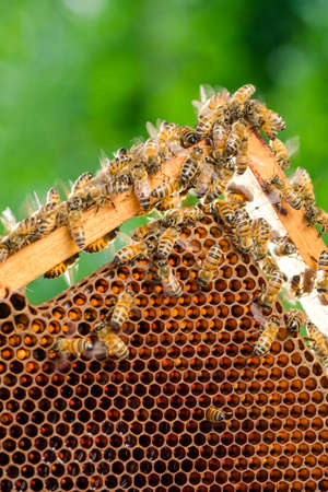 bees on honeycomb in apiary in the summertime