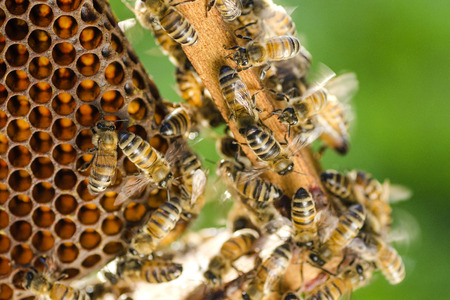 bees on honeycomb in apiary in the summertimeの写真素材