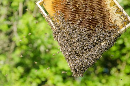 bees on honeycomb in apiary in the summertime
