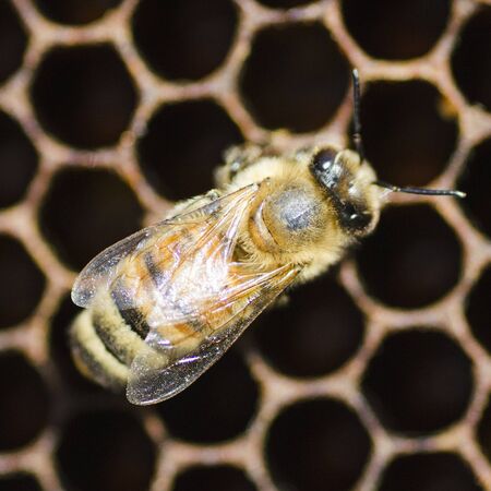 closeup of a bee on honeycomb in apiary