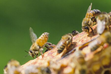 closeup of bees on honeycomb in apiaryの写真素材
