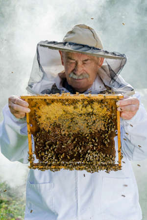 Portrait of beekeeper with honeycomb in apiaryの写真素材