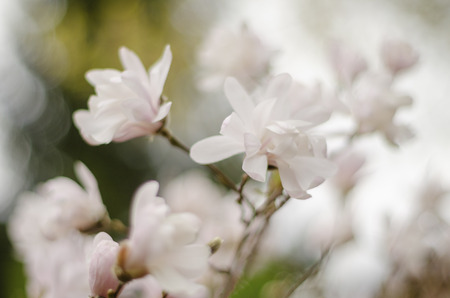 closeup of delicate magnolia flowersの写真素材