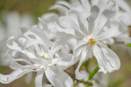 closeup of delicate white magnolia flowersの写真素材