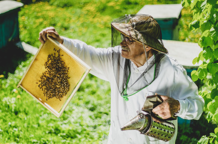 senior apiarist making inspection in apiary in the springtime