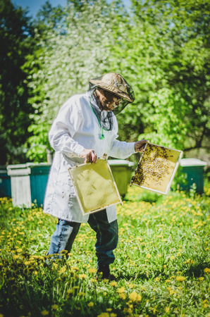 senior apiarist making inspection in apiary in the springtime