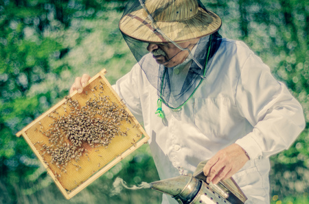 senior apiarist making inspection in apiary in the springtime