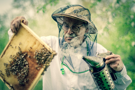 senior apiarist making inspection in apiary in the springtimeの写真素材