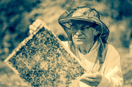 senior apiarist making inspection in apiary in the springtimeの写真素材
