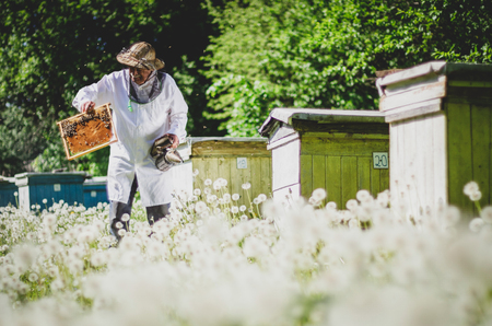 senior apiarist making inspection in the springtime among dandelions