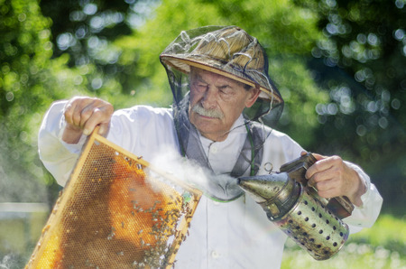 senior apiarist making inspection in apiary in the springtime