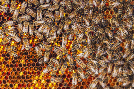 Hardworking bees on honeycomb in apiary in late summertimeの写真素材