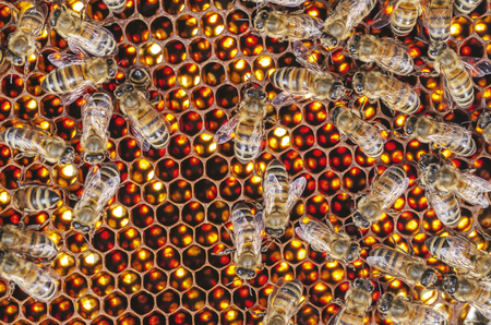 Hardworking bees on honeycomb in apiary in late summertimeの写真素材