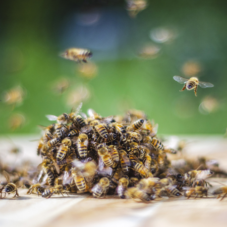 swarm of bees around a dipper soaked in honey in apiary