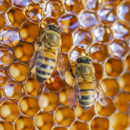 Hardworking honey bees on honeycomb in apiary in late summertimeの写真素材