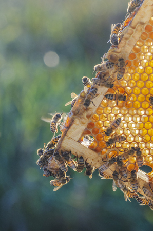 honey bees on honeycomb in apiary in late summertimeの写真素材