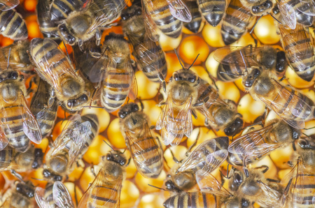 honey bees on honeycomb in apiary in late summertimeの写真素材