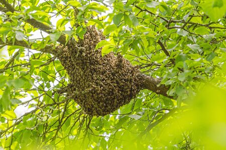 swarm of honey bees hanging up on a tree in summertime