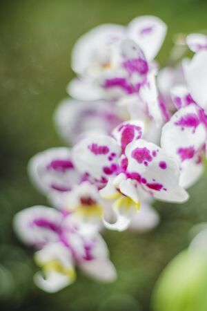 Closeup of beautiful orchid flowers in the natureの写真素材