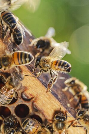 closeup of honey bees on honeycomb in apiary in the summertimeの写真素材