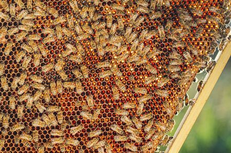 closeup of honey bees on honeycomb in apiary in the summertimeの写真素材
