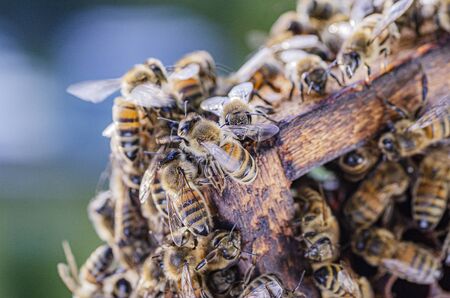 honey bees on honeycomb in apiary in the summertimeの写真素材