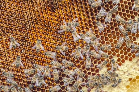 closeup of honey bees on honeycomb in apiary in the summertime
