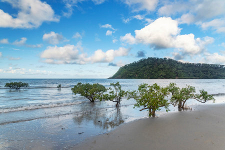 Picturesque tropical coastal sandy Kulki Beach in Daintree rainforest with mangrove trees, Queensland, Australia. Kulki Beach is situated nearby Cape Tribulation on Coral Sea.の写真素材