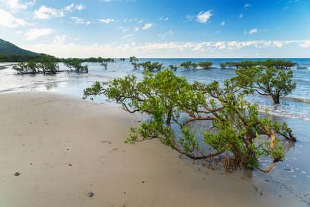 Picturesque tropical coastal sandy Kulki Beach in Daintree rainforest with mangrove trees, Queensland, Australia. Kulki Beach is situated nearby Cape Tribulation on Coral Sea.の写真素材