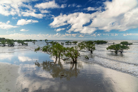 Picturesque tropical coastal sandy Kulki Beach in Daintree rainforest with mangrove trees, Queensland, Australia. Kulki Beach is situated nearby Cape Tribulation on Coral Sea.の写真素材