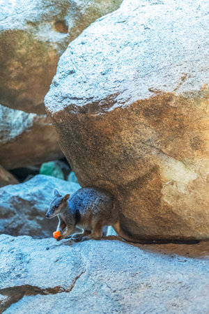 Rock wallaby kangaroo in its natural habitat on Magnetic Island, Queensland, Australia. The island is a holiday destination 8 km offshore of Townsville.の写真素材