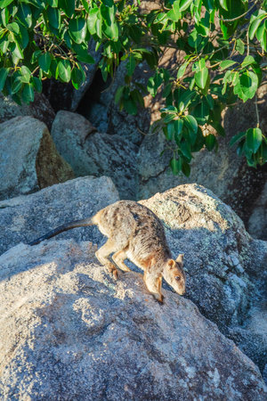 Rock wallaby kangaroo in its natural habitat on Magnetic Island, Queensland, Australia. The island is a holiday destination 8 km offshore of Townsville.の写真素材