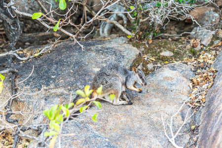 Female rock wallaby kangaroo and her baby kangaroo in her pouch in their natural habitat on Magnetic Island, Queensland, Australia.の写真素材