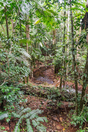 Tropical rainforest in Daintree River National Park in Queensland, Australia.