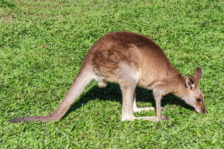 Kangaroo on the green grass in the park, in Queensland, Australia