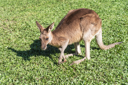 Kangaroo on the green grass in the park, in Queensland, Australiaの写真素材