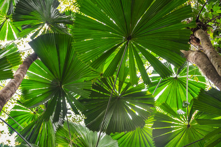 Palm trees in tropical rainforest in Daintree River National Park in Queensland, Australia.の写真素材