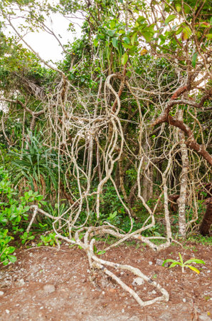 Tropical rainforest in Daintree River National Park in Queensland, Australia.の写真素材