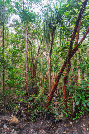 Tropical rainforest in Daintree River National Park in Queensland, Australia.の写真素材