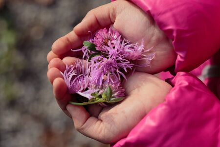 Child holding purple flowers in handsの写真素材