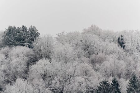 Winter frost on trees and branchesの写真素材