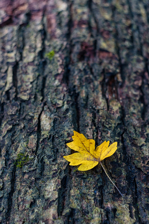 Yellow maple leaf on wooden log