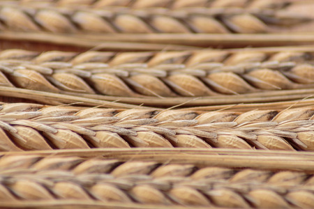 Ears of wheat close up, shallow depth of field