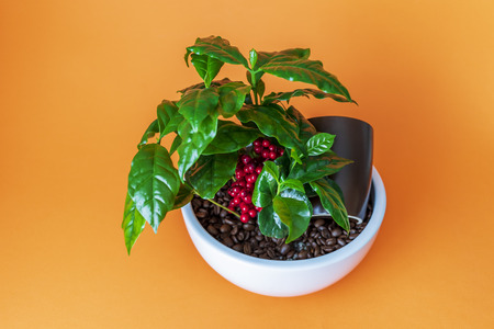 Coffee plant in white pot on orange backgroundの写真素材